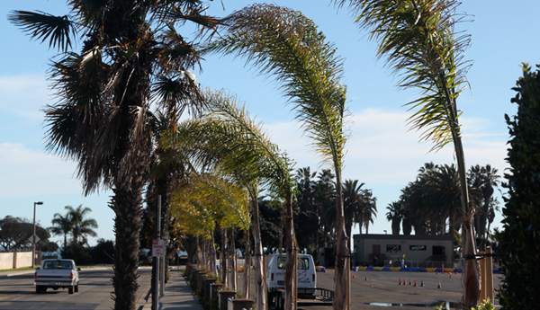 New-Foundation-Slide-Palm-Trees.jpg